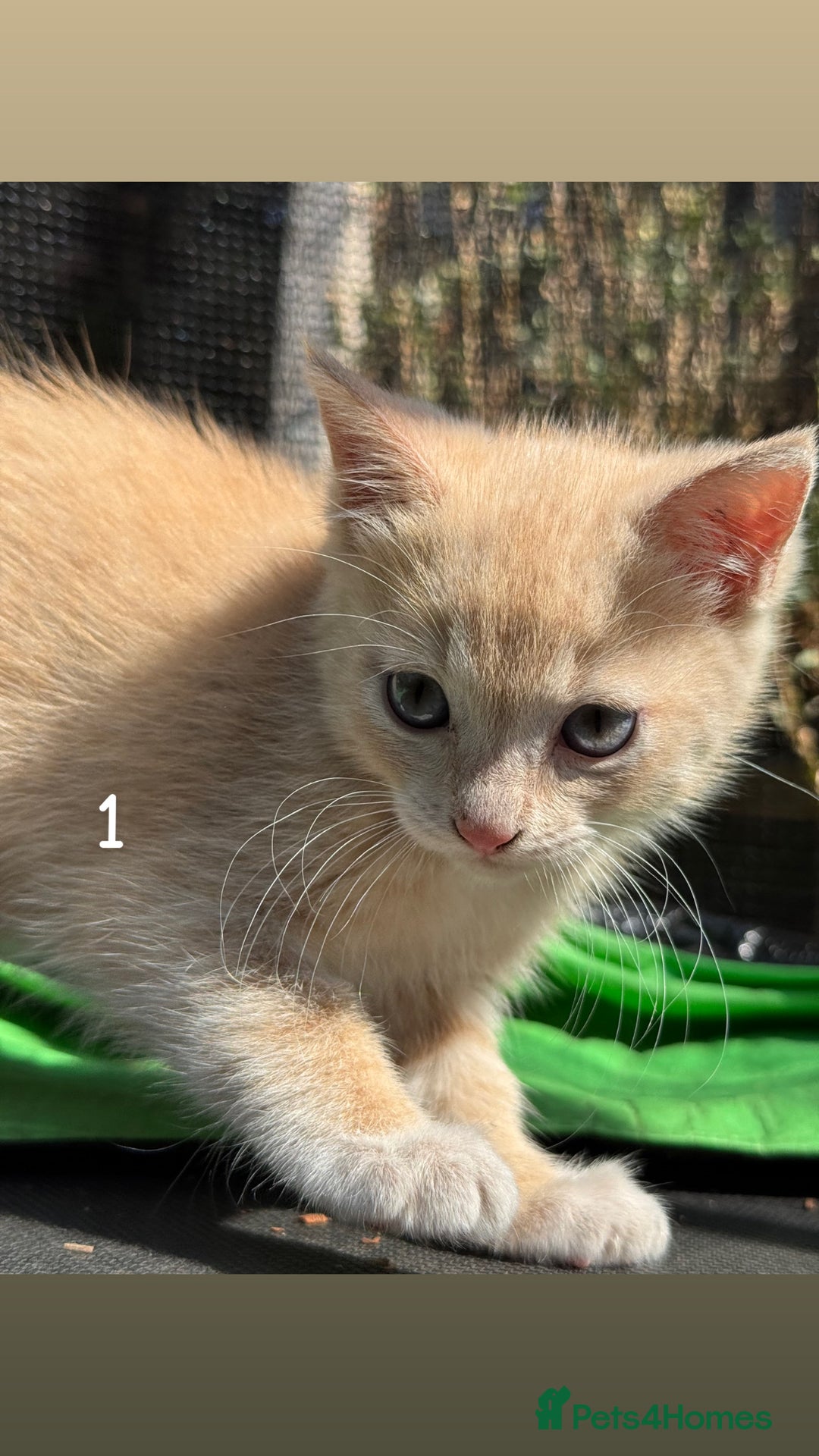 Mixed Breed cats for sale: 3 Female Ragdoll X Kittens  - Image 8