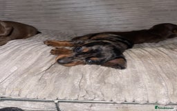 Miniature Dachshund dogs for sale: KC Reg Pedigree Mini Smooth Haired Dachshunds - Image 22