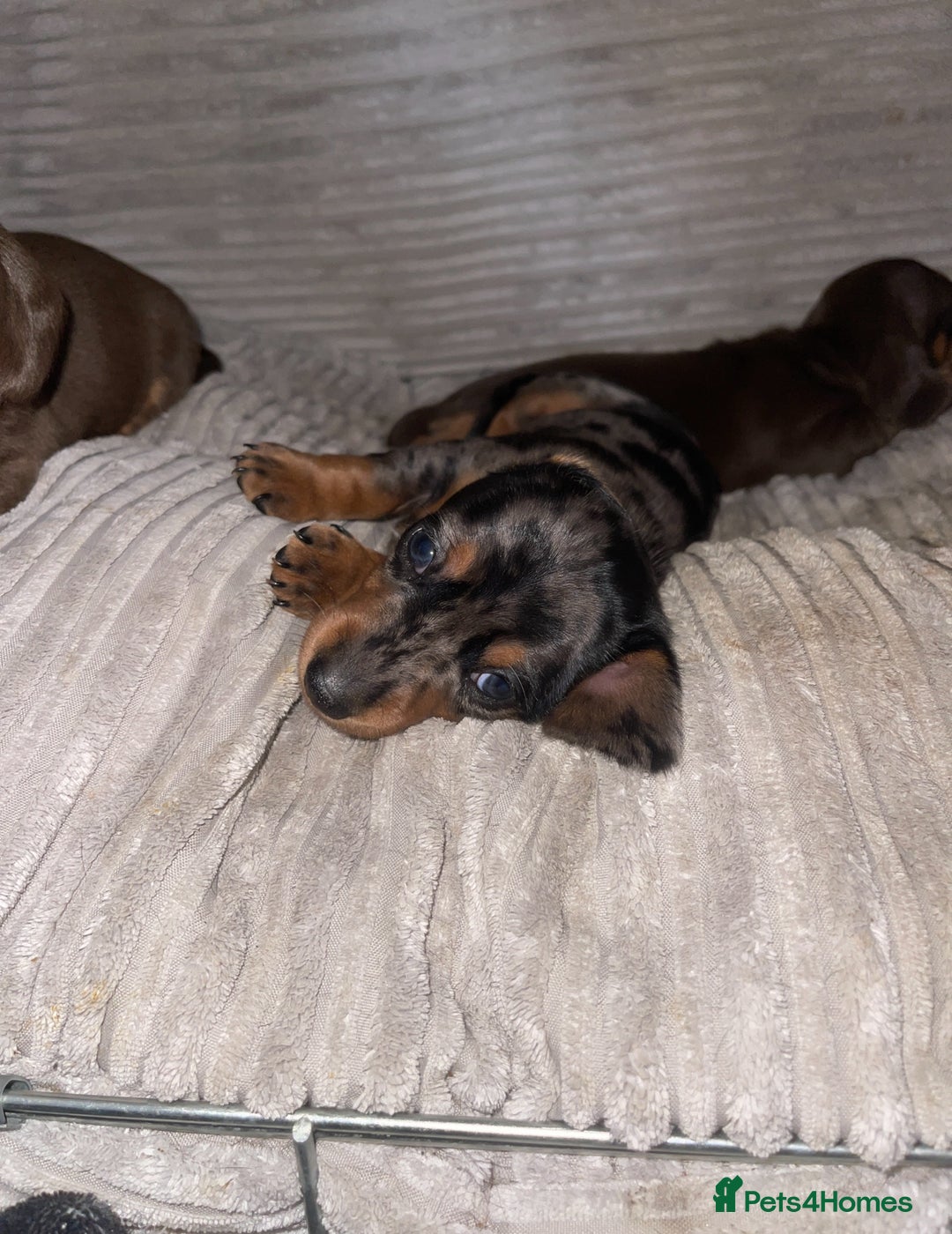 Miniature Dachshund dogs for sale: KC Reg Pedigree Mini Smooth Haired Dachshunds - Image 22