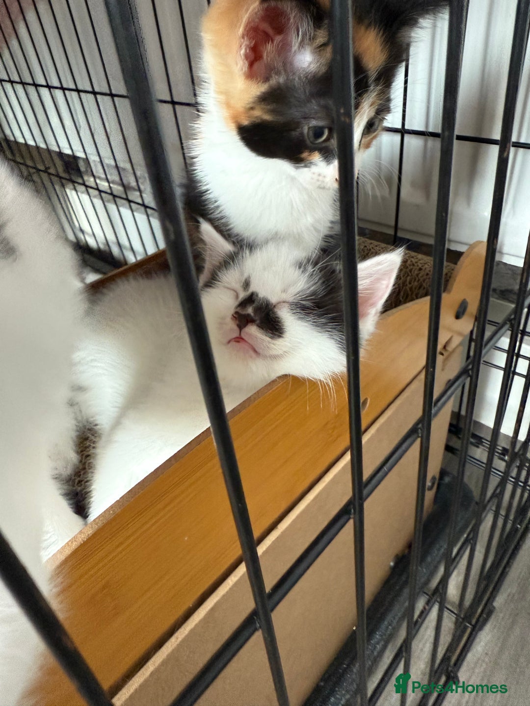 British Shorthair cats for sale: 4 Kittens for sale - Image 7