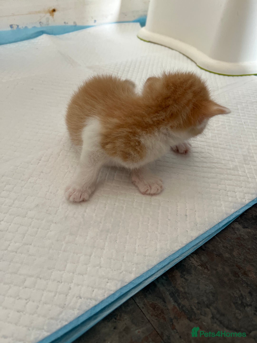 British Shorthair cats for sale: Shorthairs Uk Cat  - Image 12