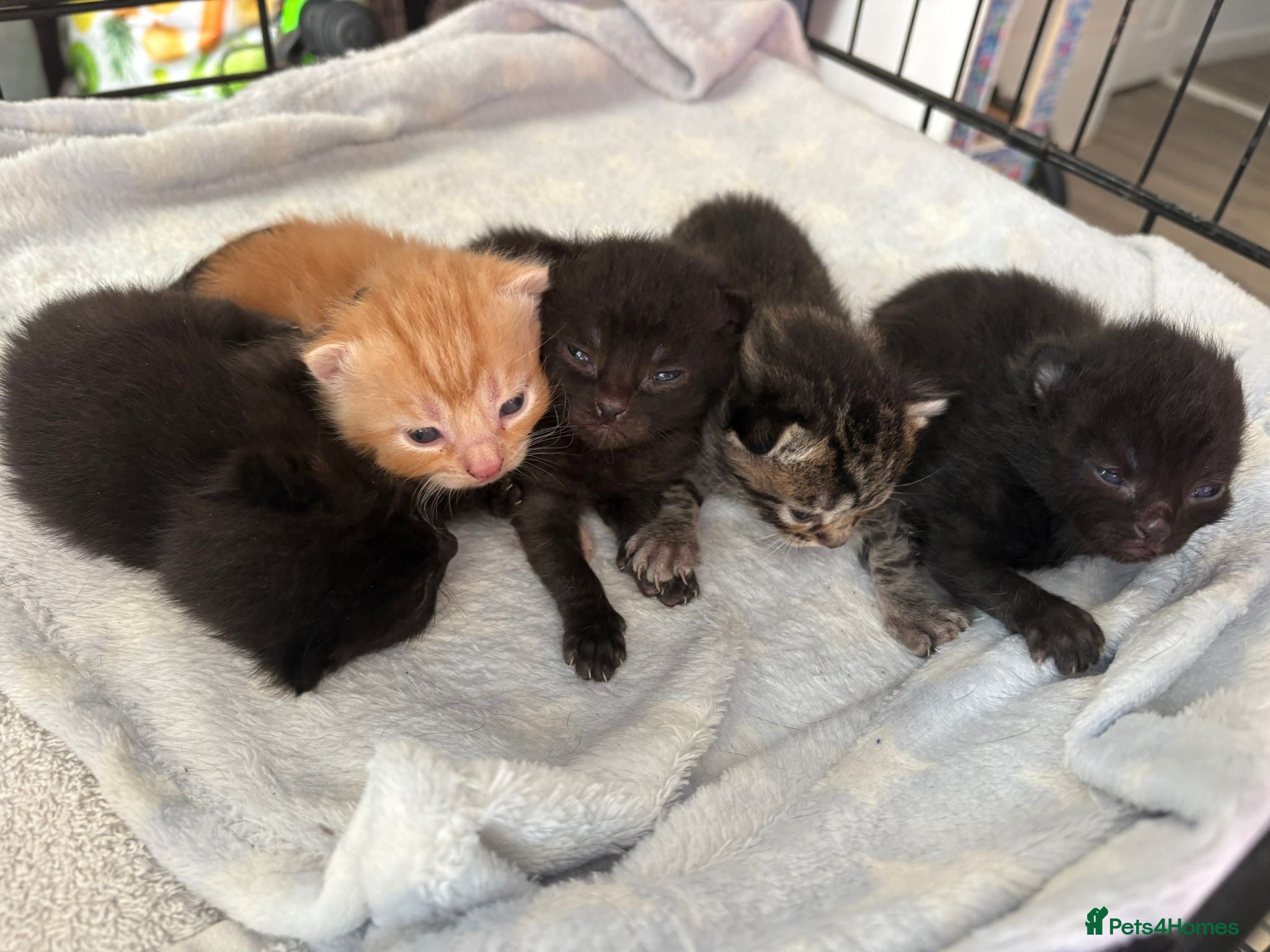 Mixed Breed cats 2 black microchipped 8 week old kittens  - Advert 1