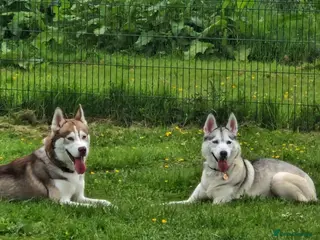 Siberian Husky dogs Two Siberian Huskys for new homes - Advert 2