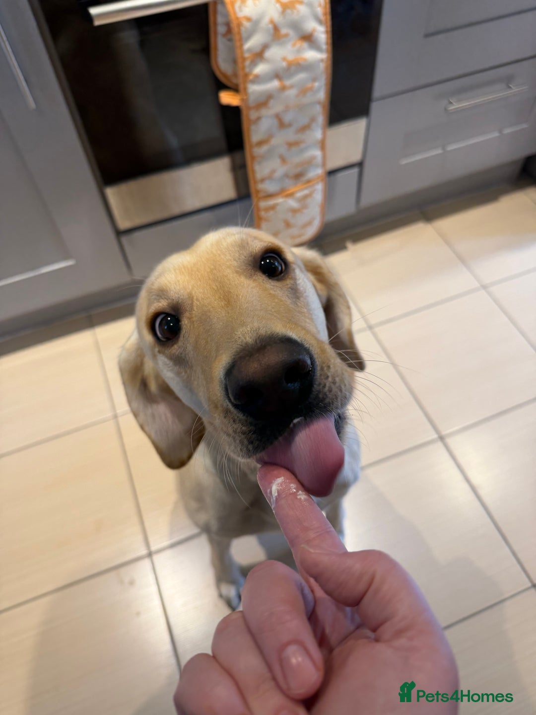 Labrador Retriever dogs for sale: 3 year old Yellow male loving friendly Labrador - Advert 11