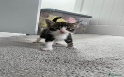 Mixed Breed cats for sale: 8 Gorgeous kittens looking for their forever homes - Image 9