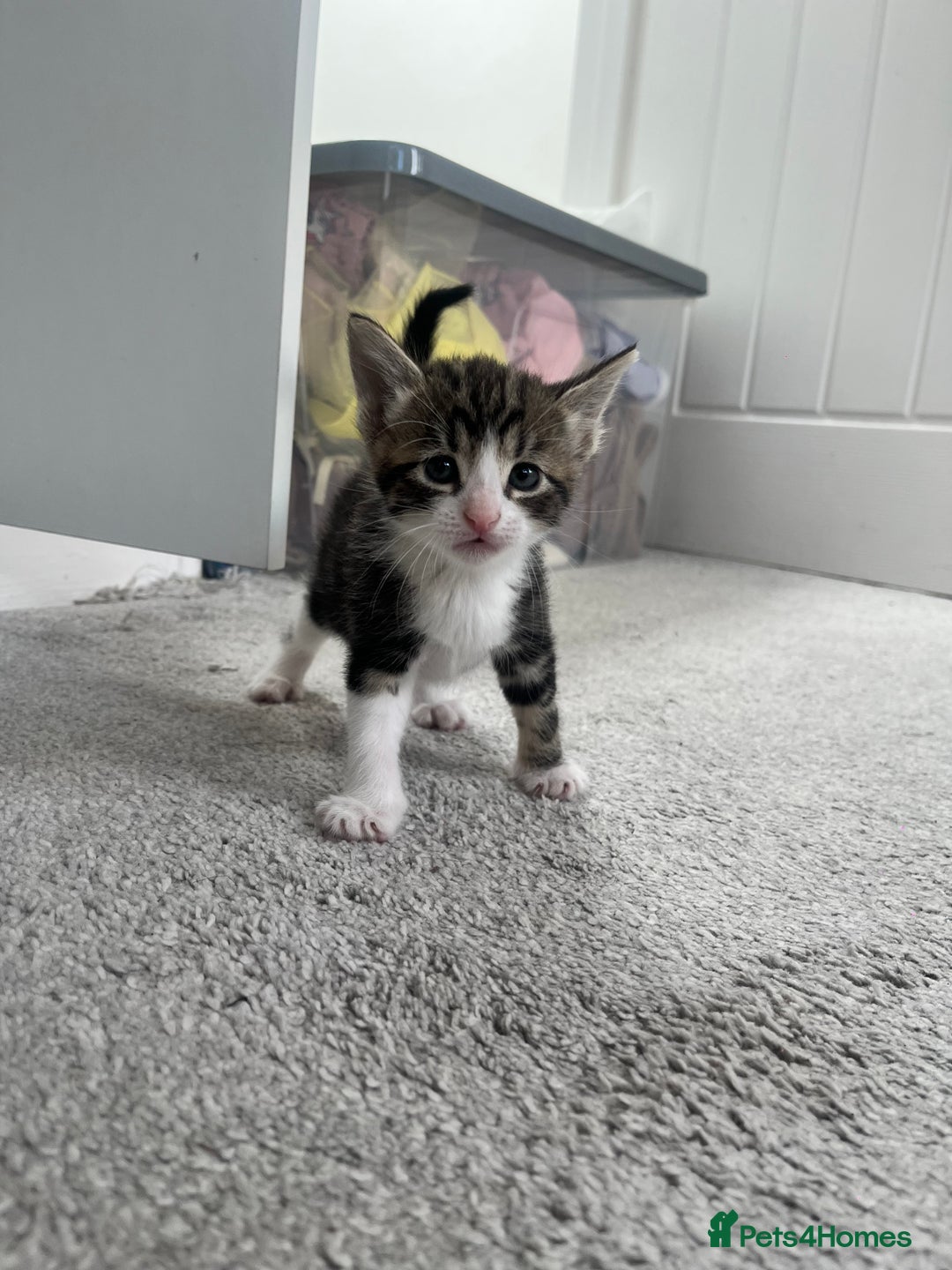 Mixed Breed cats for sale: 8 Gorgeous kittens looking for their forever homes - Image 9