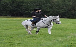 English Warmblood horses for sale: 16hh Schoolmistress  - Image 14