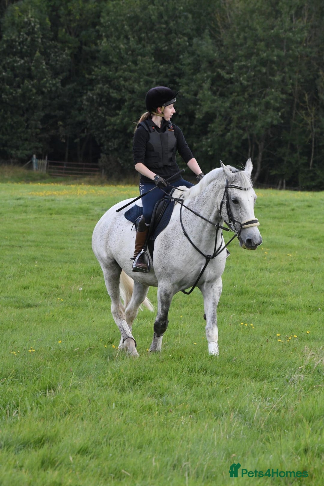 English Warmblood horses for sale: 16hh Schoolmistress  - Image 14