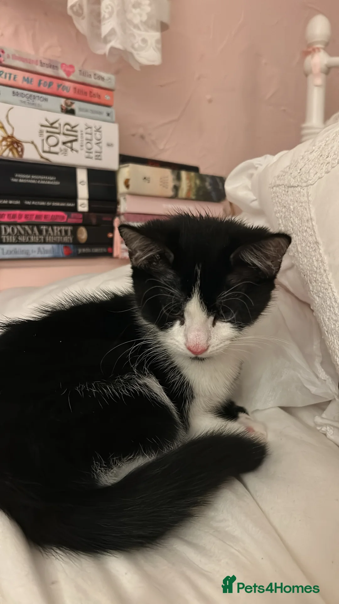 Mixed Breed cats for sale: Gentle Male Kitten (+ litter tray, food, toys…) - Advert 6