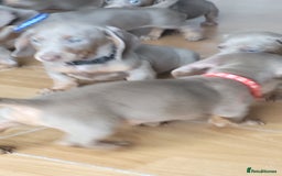 Dachshund dogs for sale: Isabella dachshund puppies for sale! - Image 19
