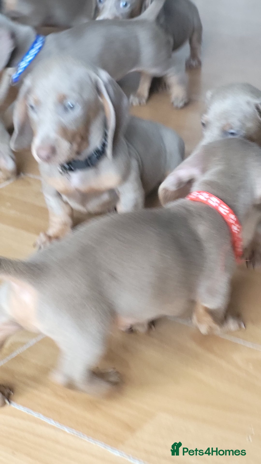 Dachshund dogs for sale: Isabella dachshund puppies for sale! - Image 19