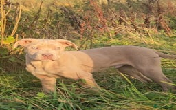 Mixed Breed dogs for sale: Cane Corso/Presa Canario Molloser dogs  - Advert 1