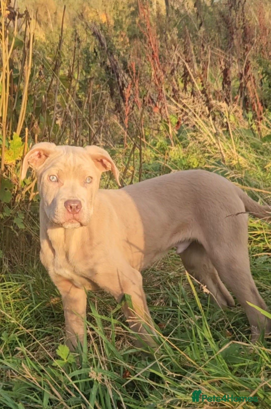 Mixed Breed dogs for sale: Cane Corso/Presa Canario Molloser dogs  - Advert 1