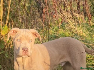 Mixed Breed dogs - Advert 13