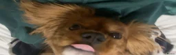 Cavalier King Charles Spaniel dogs for stud: Stanley. Ruby cavalier stud 1 yr. read description in Brentwood - Advert 7