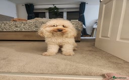 Cavapoo dogs for stud: Cavapoo male for stud in London  - Image 6