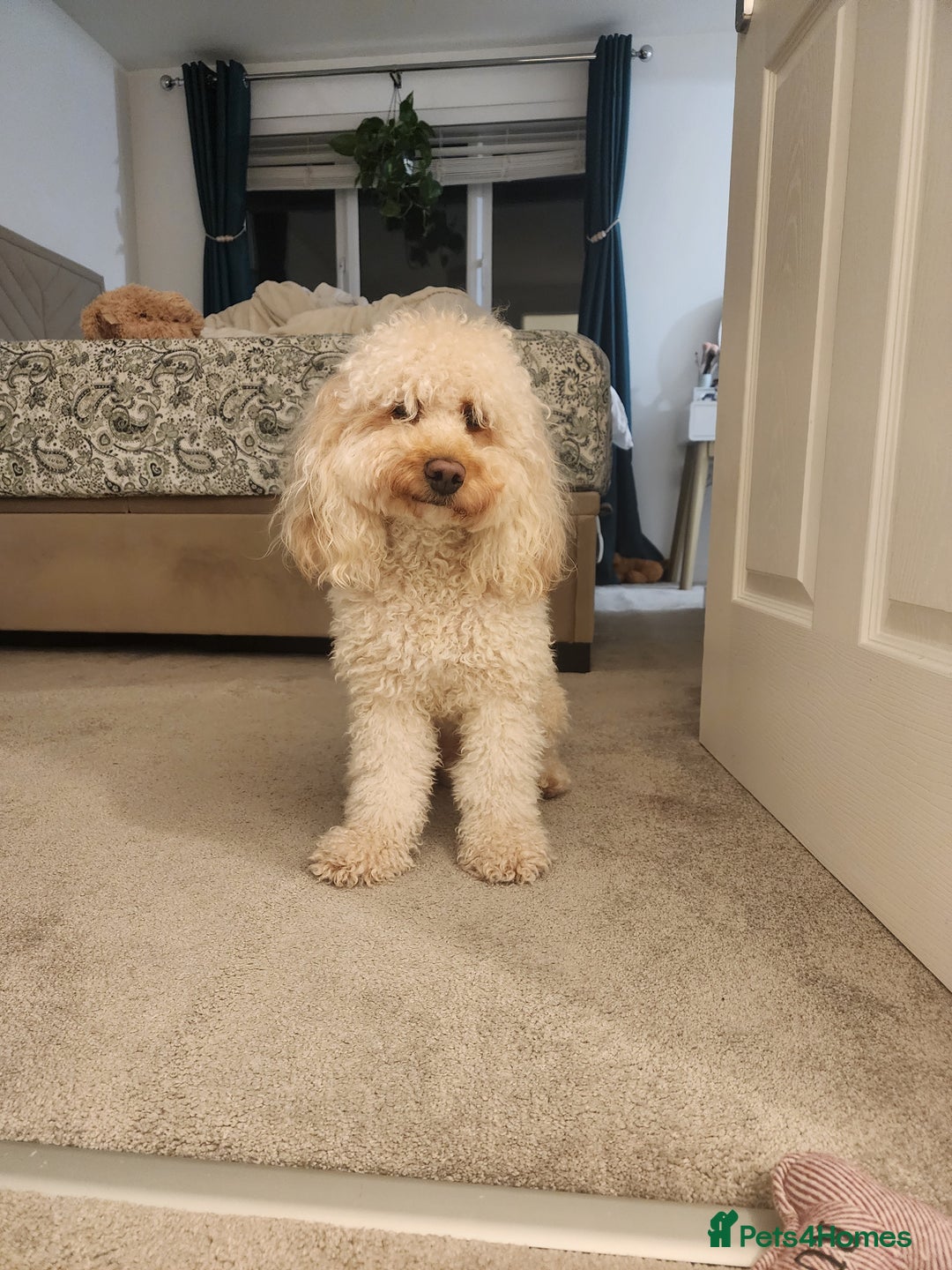 Cavapoo dogs for stud: Cavapoo male for stud in London  - Image 6