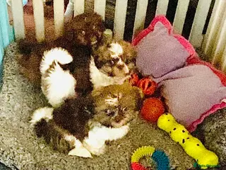 Shih Tzu dogs 🌟 🌟🌟 ETHICAL & RESPONSIBLE BREEDER 🌟🌟🌟 - Advert 5