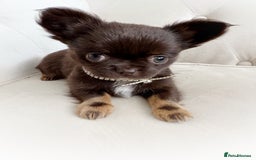 Chihuahua dogs for stud: Solid chocolate KC LC Ukrainian import DNA tested  in Stafford - Image 22