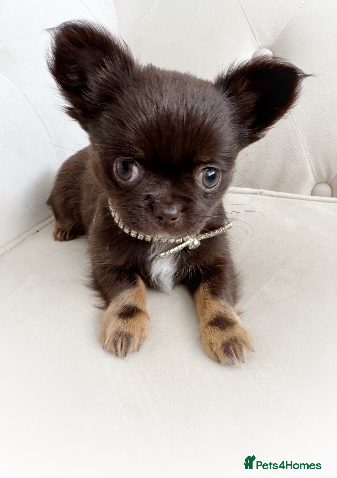 Chihuahua dogs for stud: Solid chocolate KC LC Ukrainian import DNA tested  in Stafford - Image 22