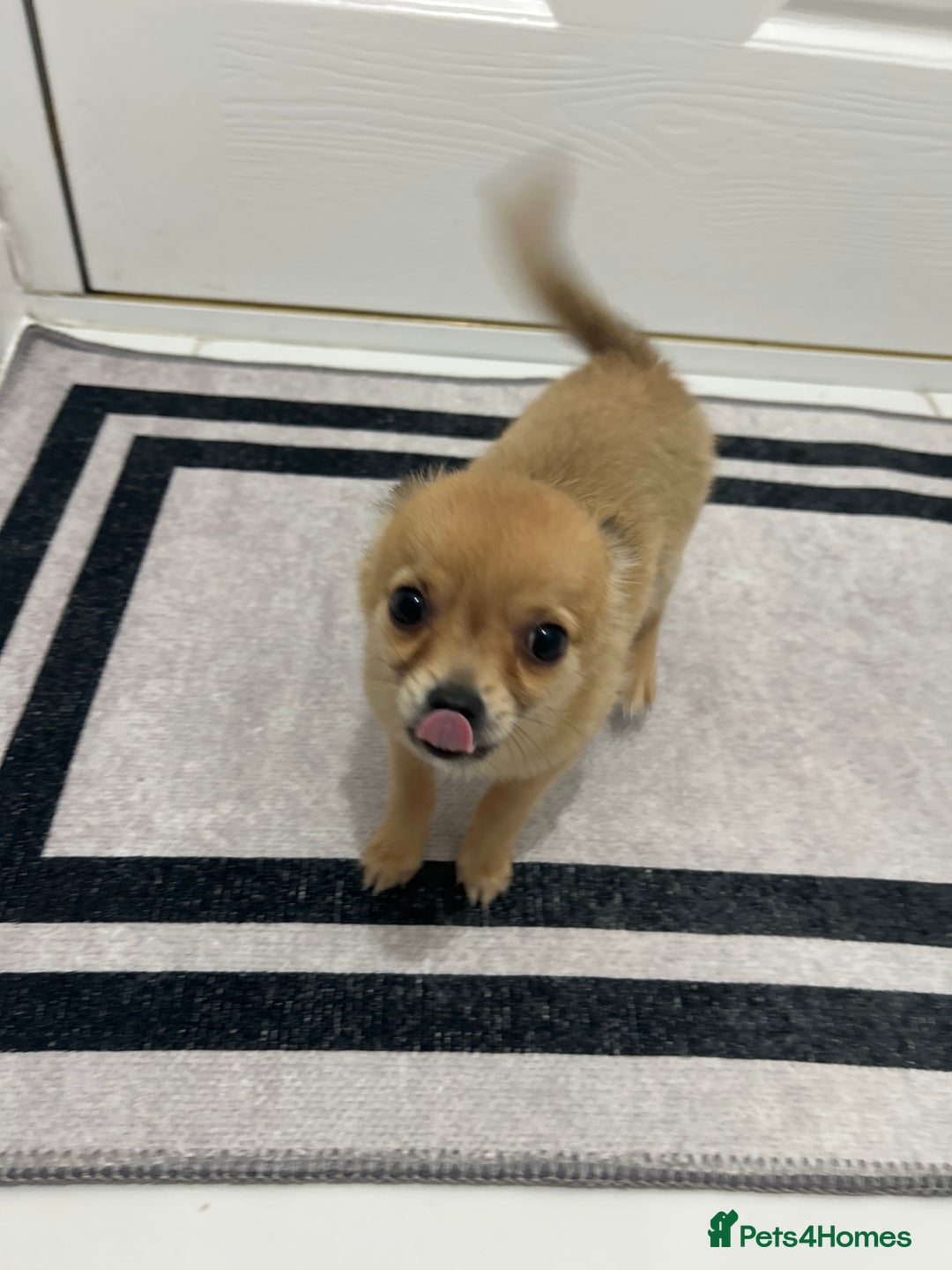 Chihuahua dogs for sale: Miniature chihuahua puppies (champion litter)  - Image 26