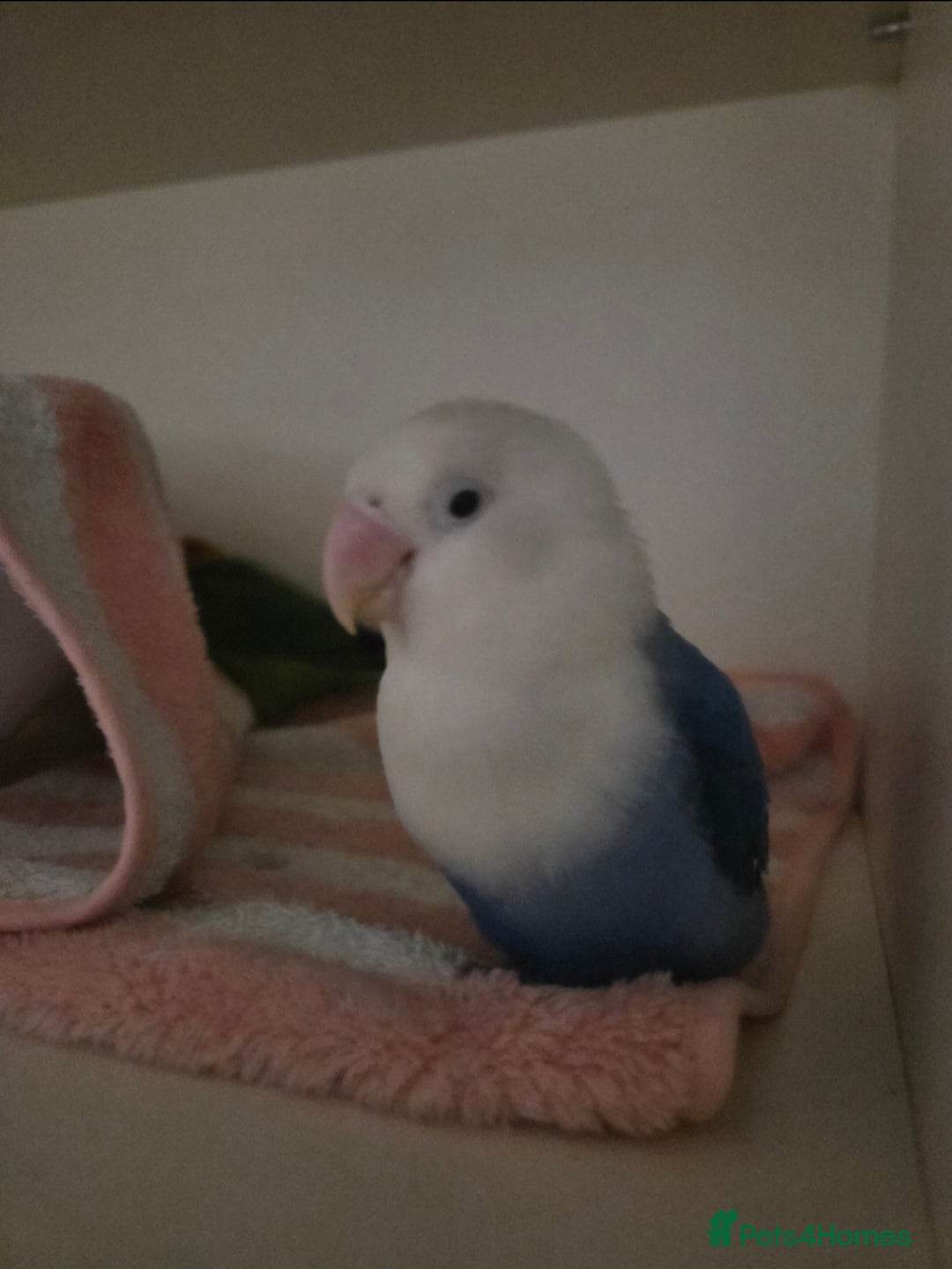 Lovebirds birds for sale: Blue Opaline Playful lovebird - Advert 6