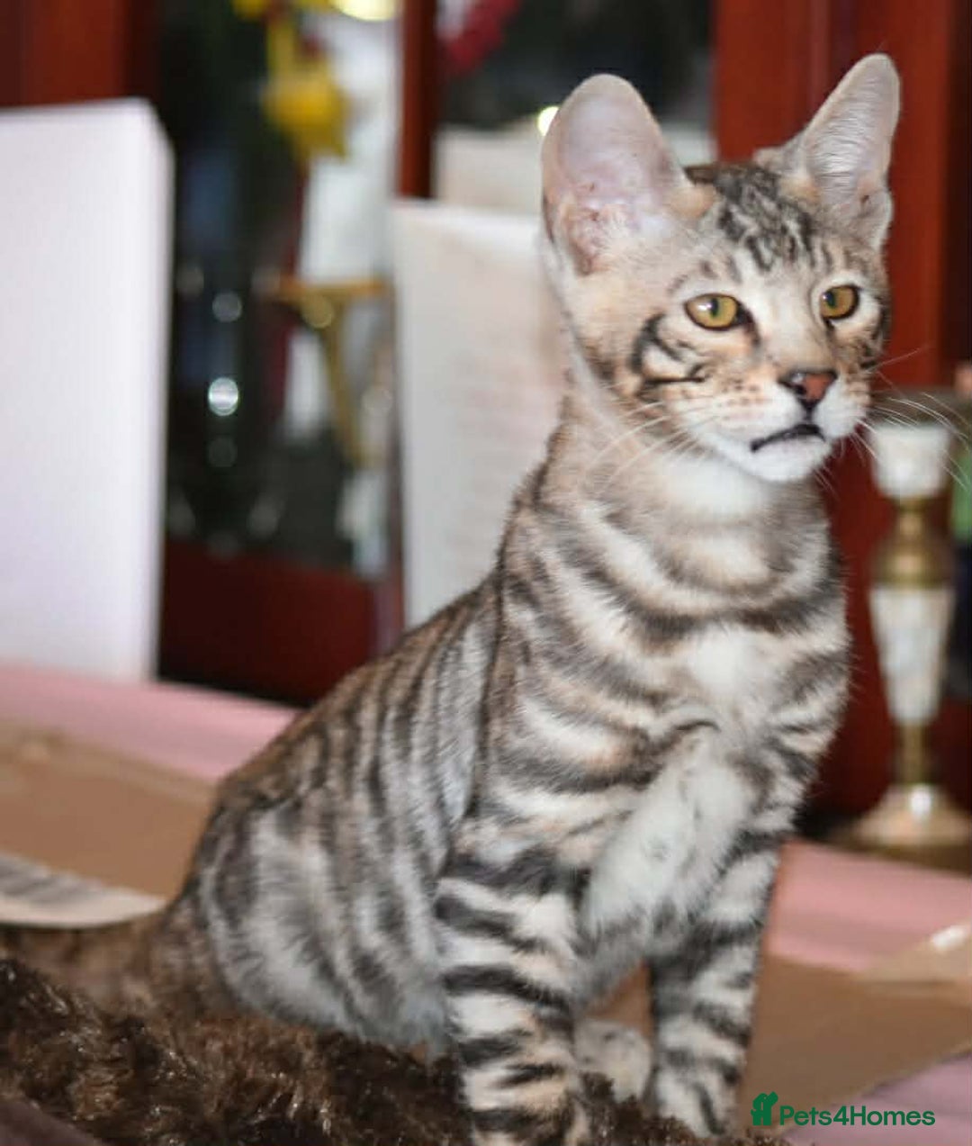 Toyger cats for sale: TWO STUNNING WILD LOOKING TOYGER CUBS - Advert 19