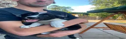 Border Collie dogs for sale: 3 Border Sheep dog Pups for Sale in Llandrindod Wells - Advert 10