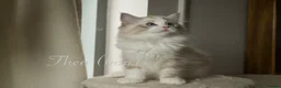 Ragdoll cats for sale: TICA championship Ragdoll Kittens  in London - Advert 24