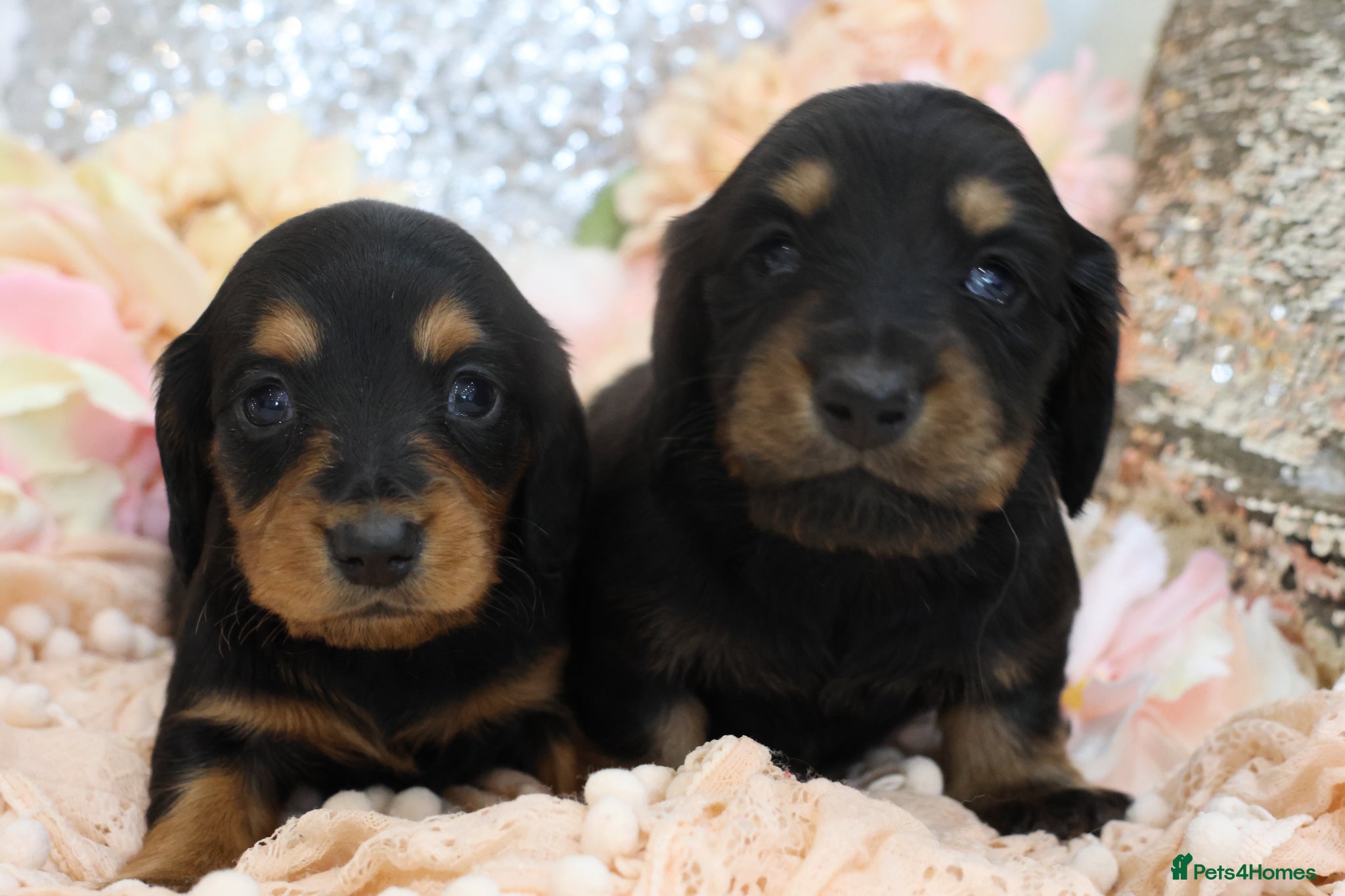 Miniature Dachshund dogs KC Miniature Dachshund Longhair Puppies - Advert 9
