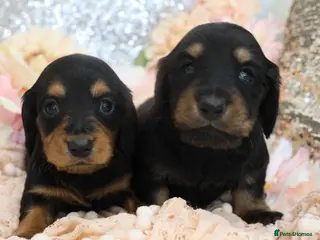 Miniature Dachshund dogs KC Miniature Dachshund Longhair Puppies - Advert 9