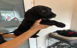 Cocker Spaniel dogs for sale:  show type dna health tested kc registered dad mum - Image 5