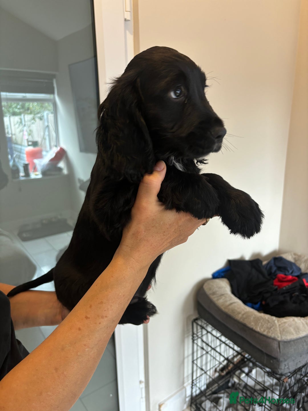 Cocker Spaniel dogs for sale:  show type dna health tested kc registered dad mum - Image 5