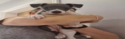 Whippet dogs for stud: 2 KC whippet for stud,both heart tested clear in Bishop Auckland - Advert 12
