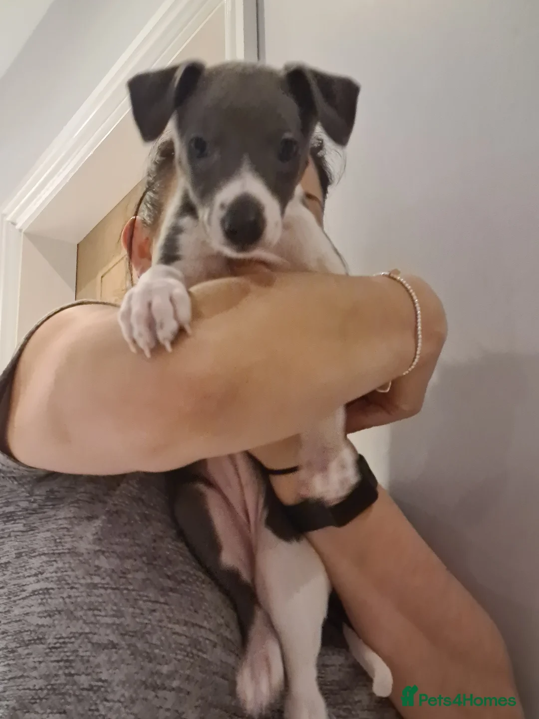 Whippet dogs for stud: 2 KC whippet for stud,both heart tested clear in Bishop Auckland - Advert 12