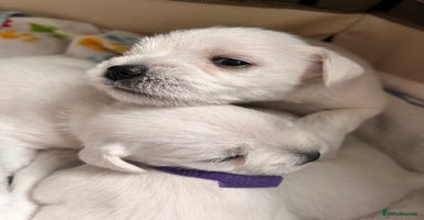 Miniature Schnauzer dogs - Advert 12