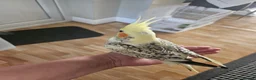 Cockatiels birds for sale: Cockatiels and Budgie - Advert 5