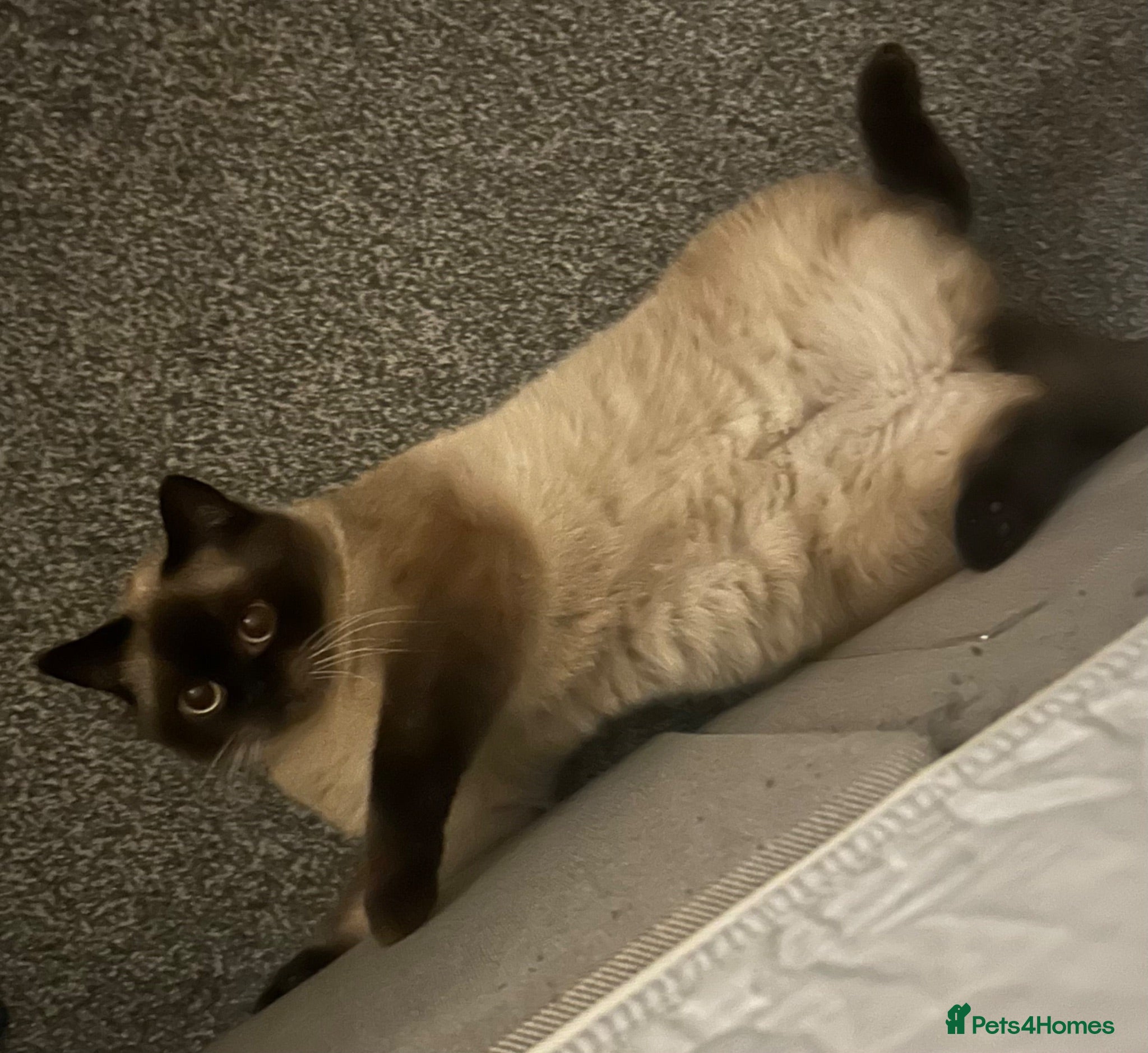British Shorthair cats Bobbi boi - Advert 2