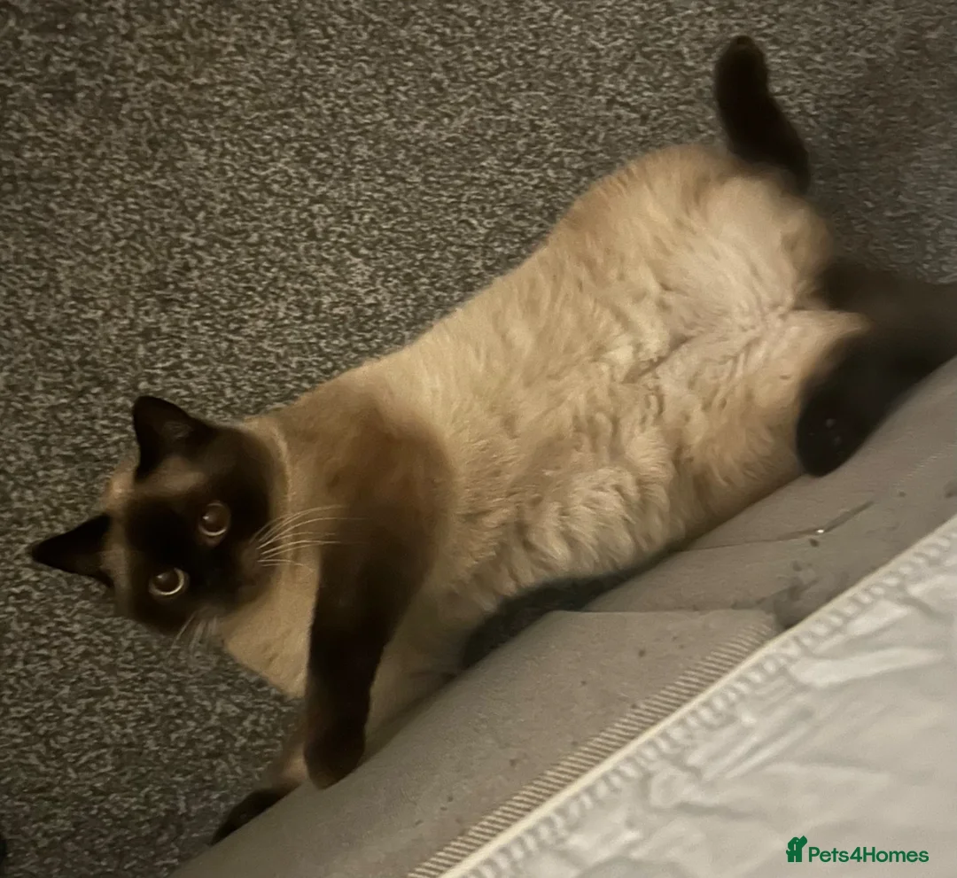 British Shorthair cats for sale: Bobbi boi in Birmingham - Advert 1