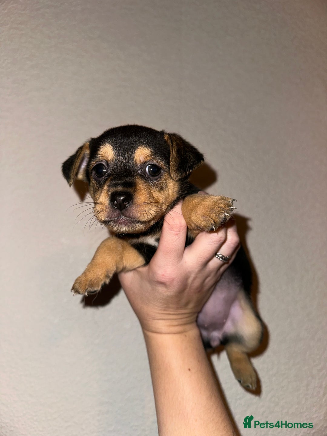 Jack Russell dogs for sale: Jack Russel puppies ready now! Dob is wrong - Image 4