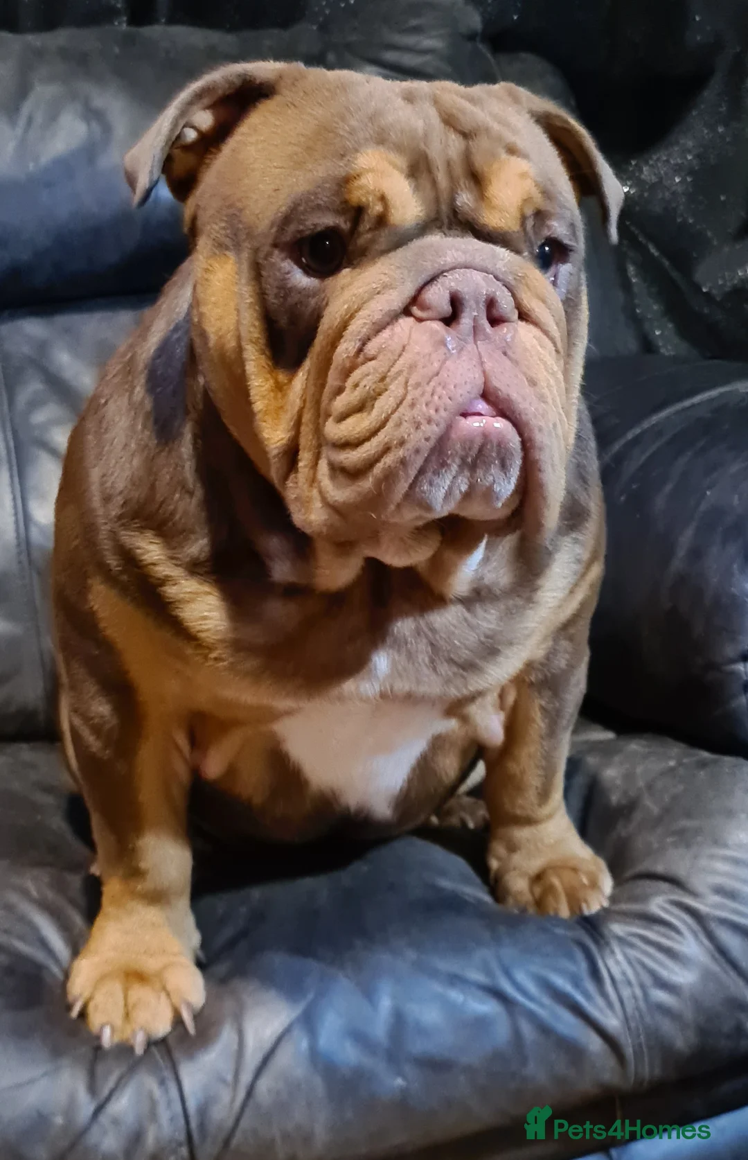 English Bulldog dogs for stud: Dog for stud in Dagenham - Advert 21