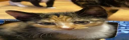 Mixed Breed cats for sale: Kittens For sale mixed Bread - Advert 13