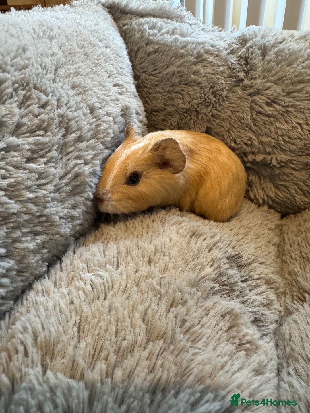 Guinea Pig rodents for sale: Baby guinea pigs girls and boys available - Image 4