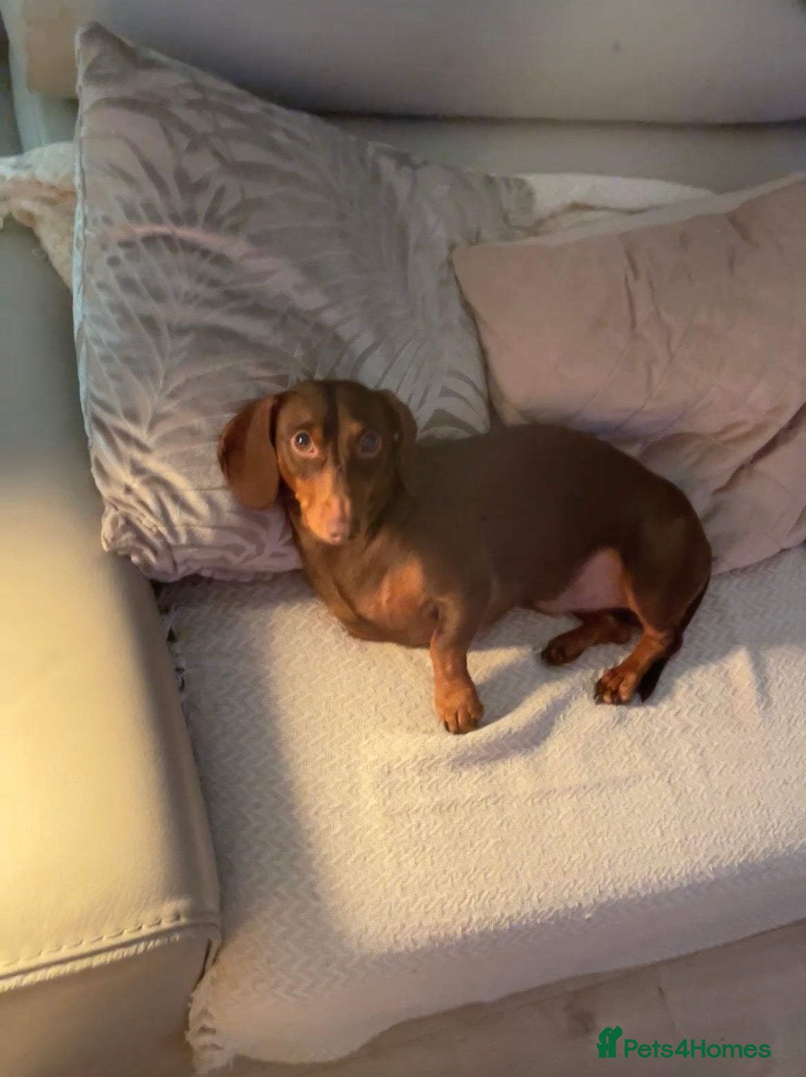 Dachshund dogs Miniature daschaund for stud  - Advert 1