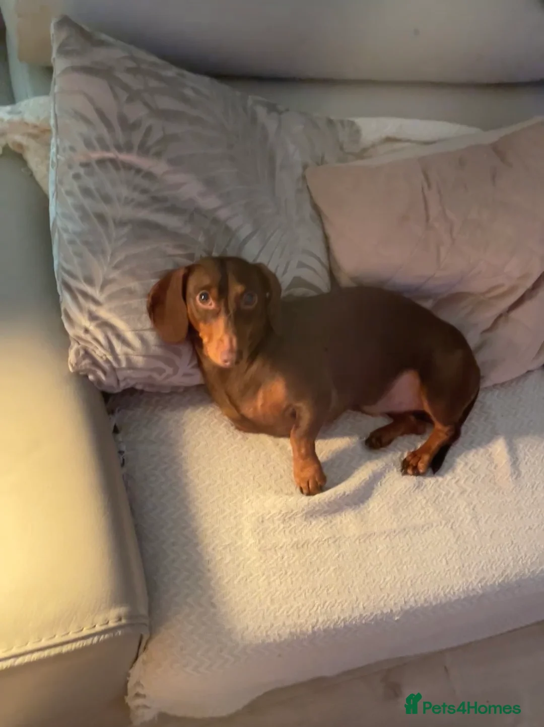 Dachshund dogs for stud: Miniature daschaund for stud  - Advert 1