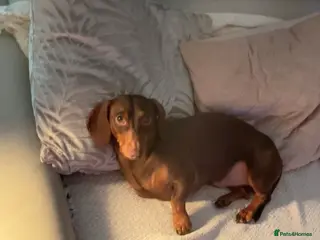 Dachshund dogs Miniature daschaund for stud - Advert 1