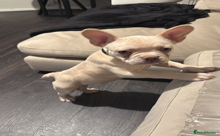 French Bulldog dogs - Advert 3