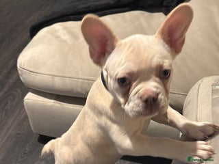 French Bulldog dogs - Advert 32