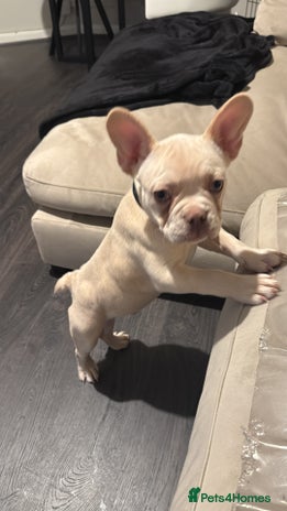 French Bulldog dogs - Advert 5