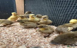 Ducks poultry for sale: Unsexed - Indian Runner Ducklings in Carnforth - Image 4